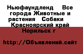 Ньюфаундленд  - Все города Животные и растения » Собаки   . Красноярский край,Норильск г.